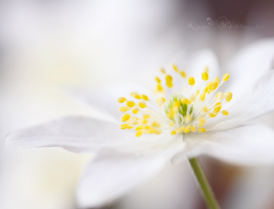 PSE Actions Photography Flower Macro Art