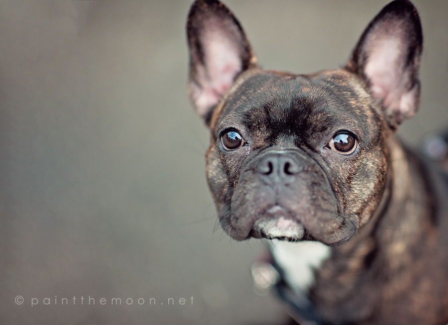 photoshop actions portraits dogs