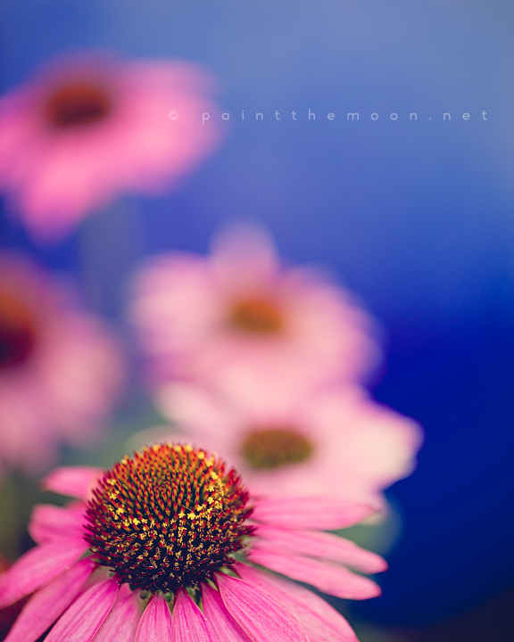 photoshop actions pse flowers macro tutorial details