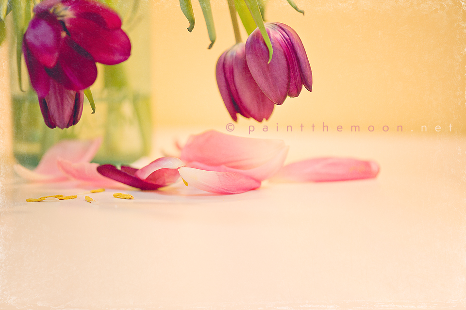 52 Week Photos Tulips Retouching Makeover Photoshop Actions Elements