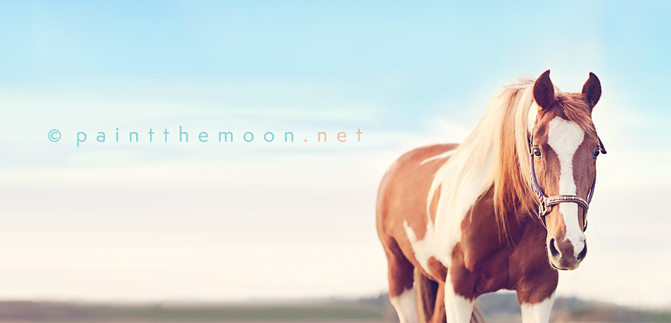 Girls, Horses and Golden Light Photo Session Children Photoshop Actions Makeover Matte Film