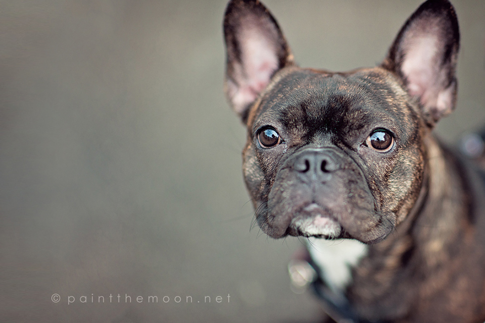 Making Eyes Pop and Sparkle, Finding the Light in Photography, Pets, Dogs, Photoshop Actions