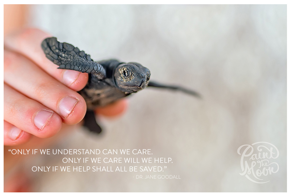 Baby Sea Turtle Quote - Photoshop Actions