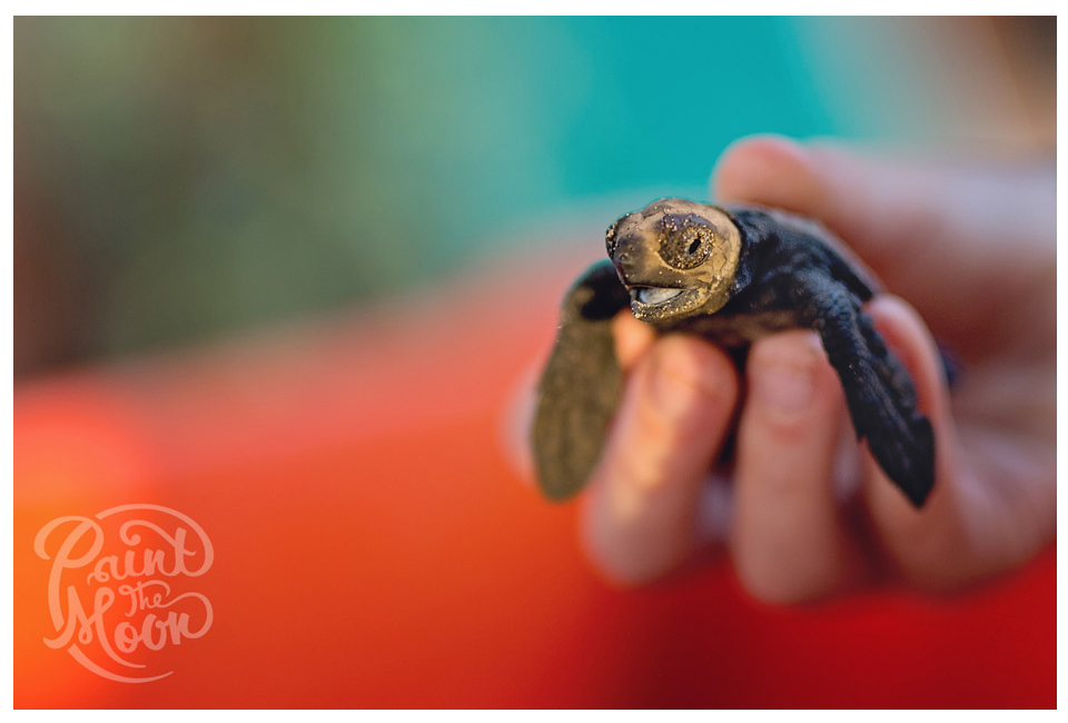 Baby Sea Turtle Talking Photoshop Edits
